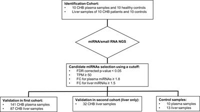 Identification of Liver and Plasma microRNAs in Chronic Hepatitis B Virus infection